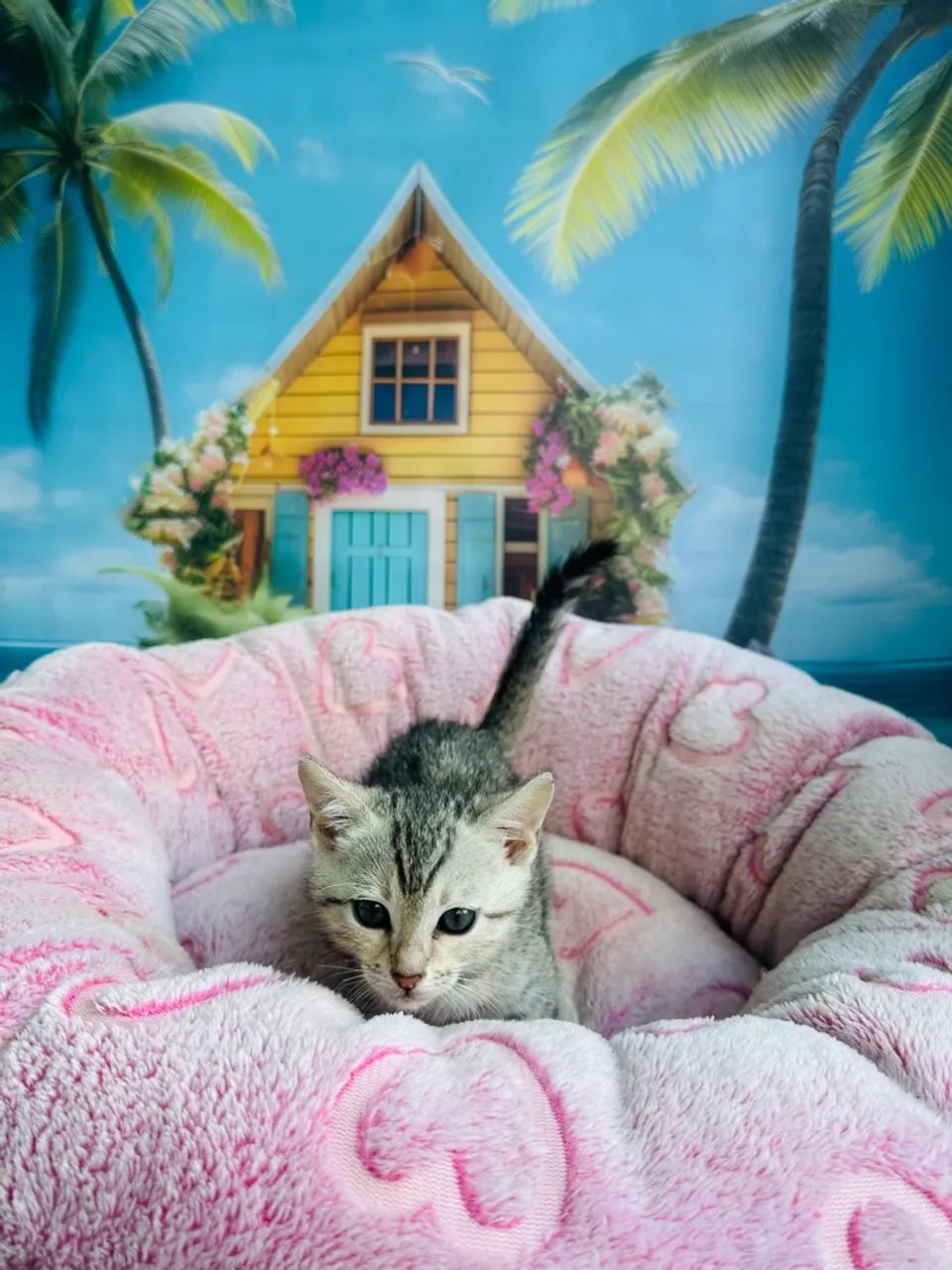 Bengal Silver Macho  - Foto 2