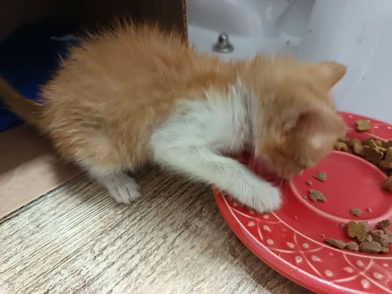 Gatinha laranja para adoção - Foto 4