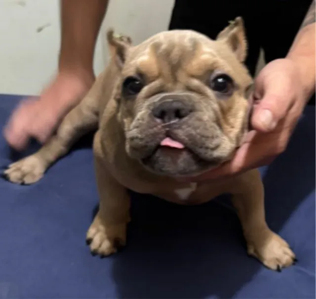 Filhotes de American Bully