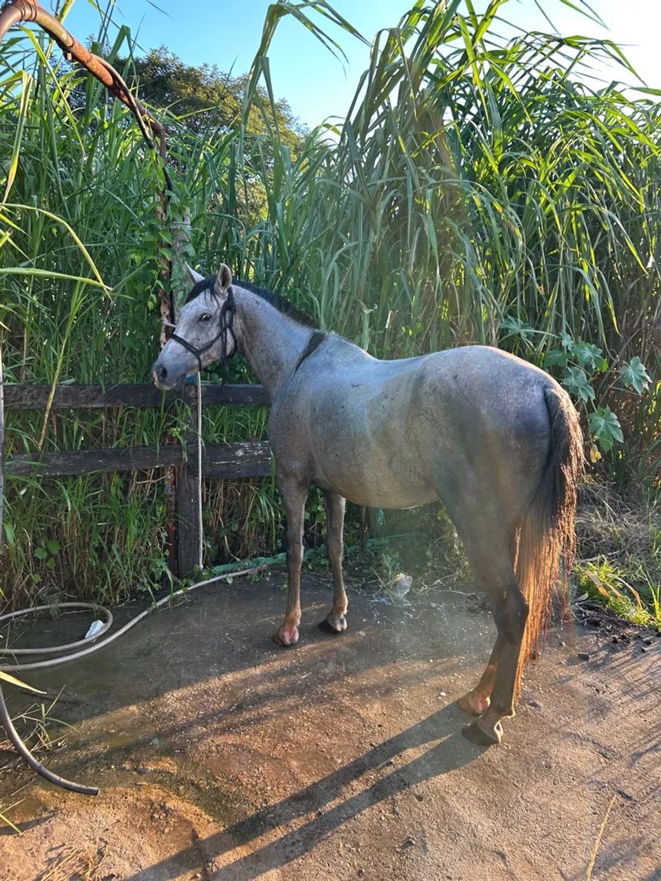 Cavalo Mangalarga Marchador - Foto 2