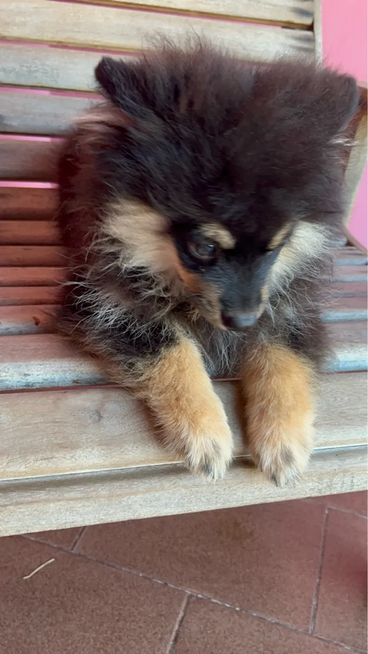Lulu da pomerania macho