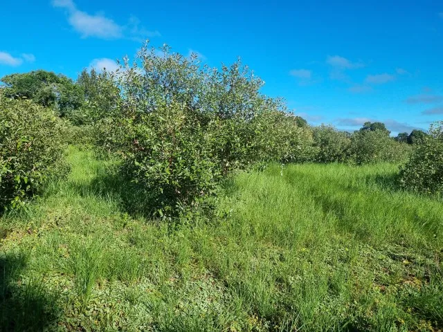 Arrendamento de fazenda Pantanal alto