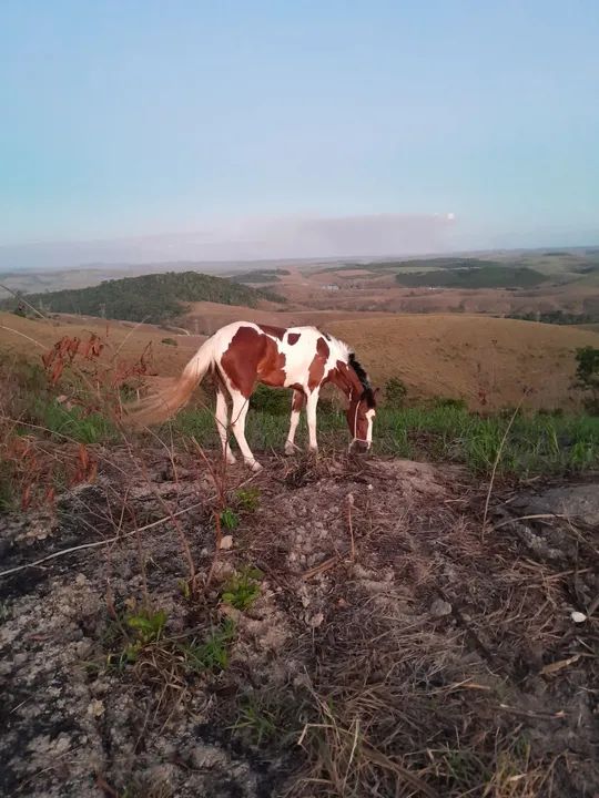 Égua manga larga marcha picada