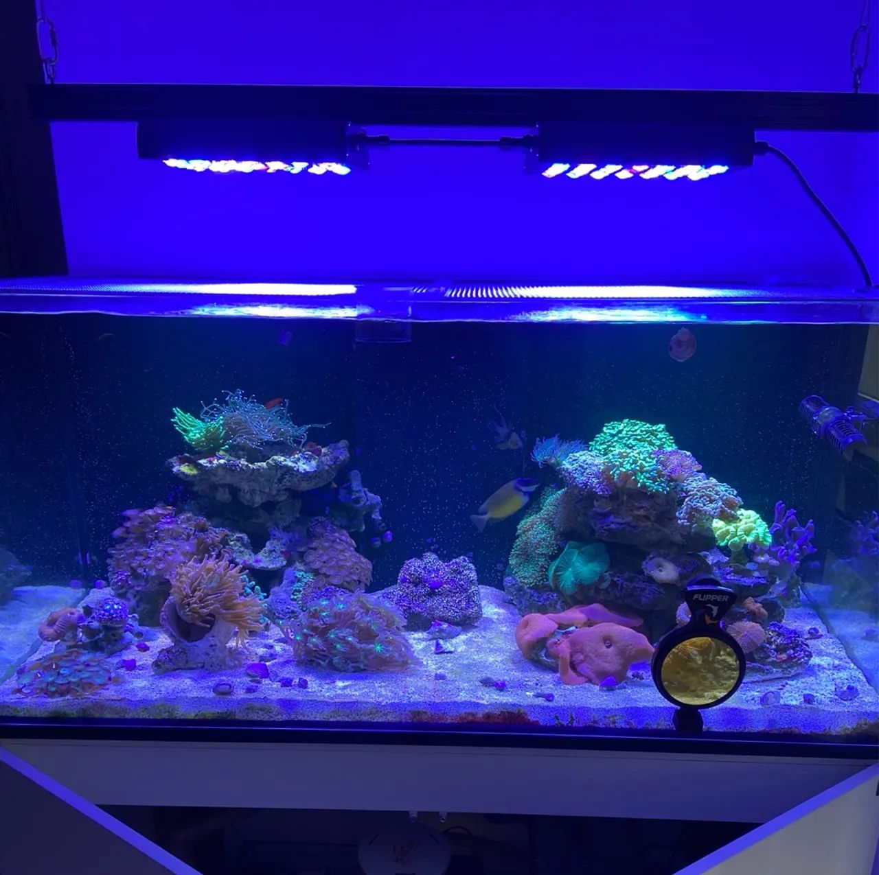 Luminária Aquário Marinho  - Foto 2