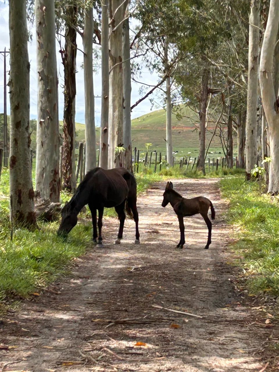 Égua com cria ao pé  - Foto 2