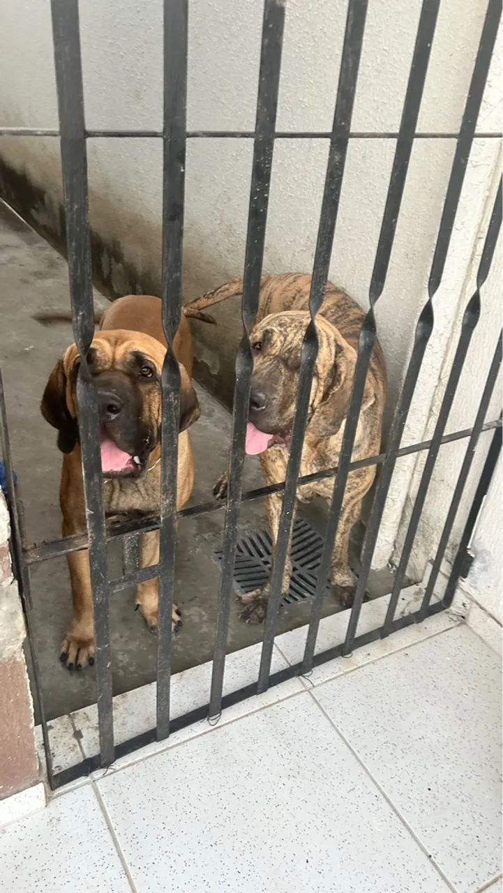 Cães da raça Fila Brasileiro para Adultos