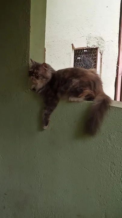 Casal de gatos persa com pedigree - Foto 6