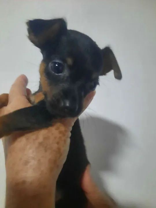 Filhotes de Pinscher número dois - Foto 4