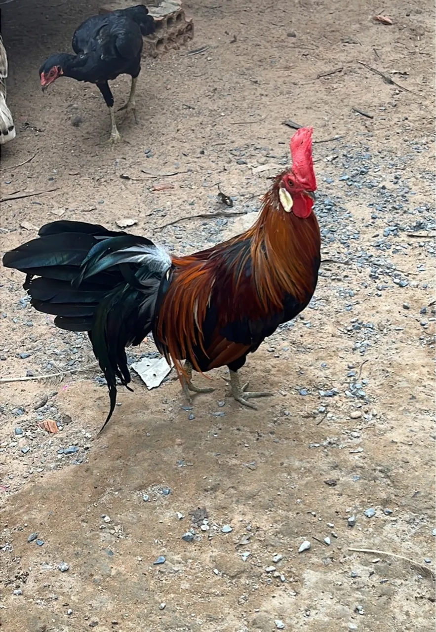 Galo