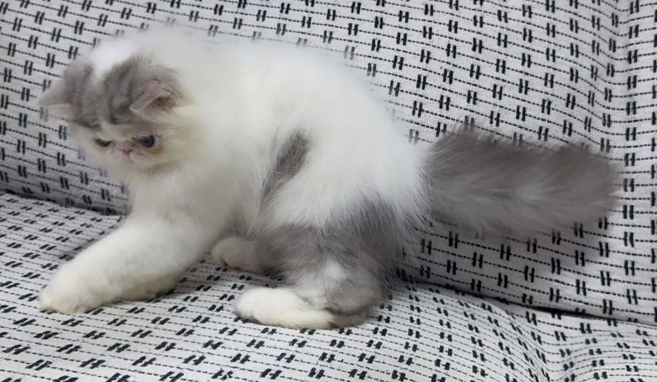 Gato persa com pedigree  - Foto 4