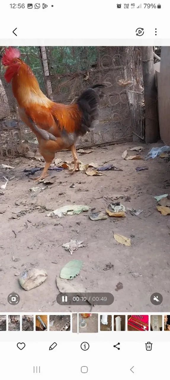 01 calo GSB está um ano