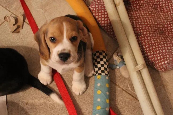 Porte de Apartamento Brincalhões e Lindos / Beagle Filhotes com Garantia de Saúde  - Foto 2