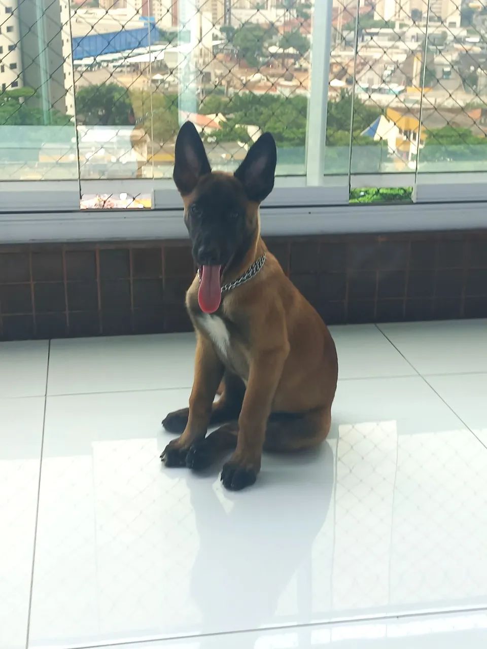 Filhote PASTOR BELGA MALINOIS - Foto 3