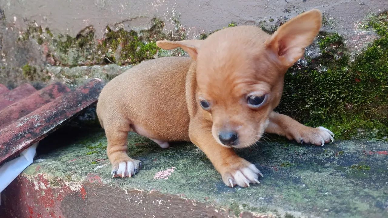 Pincher zerinhos .40 dias  - Foto 2