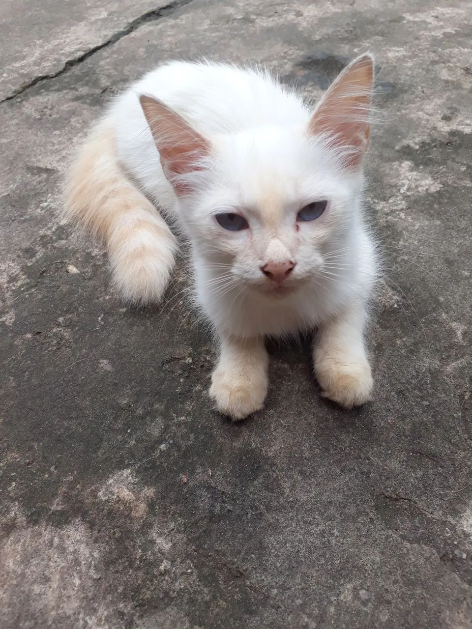 Adoção de gatos - Foto 5