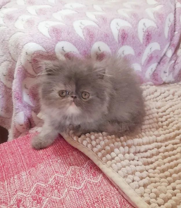 PERSA SHOW Fêmea - Cor BlueTortie - Foto 5