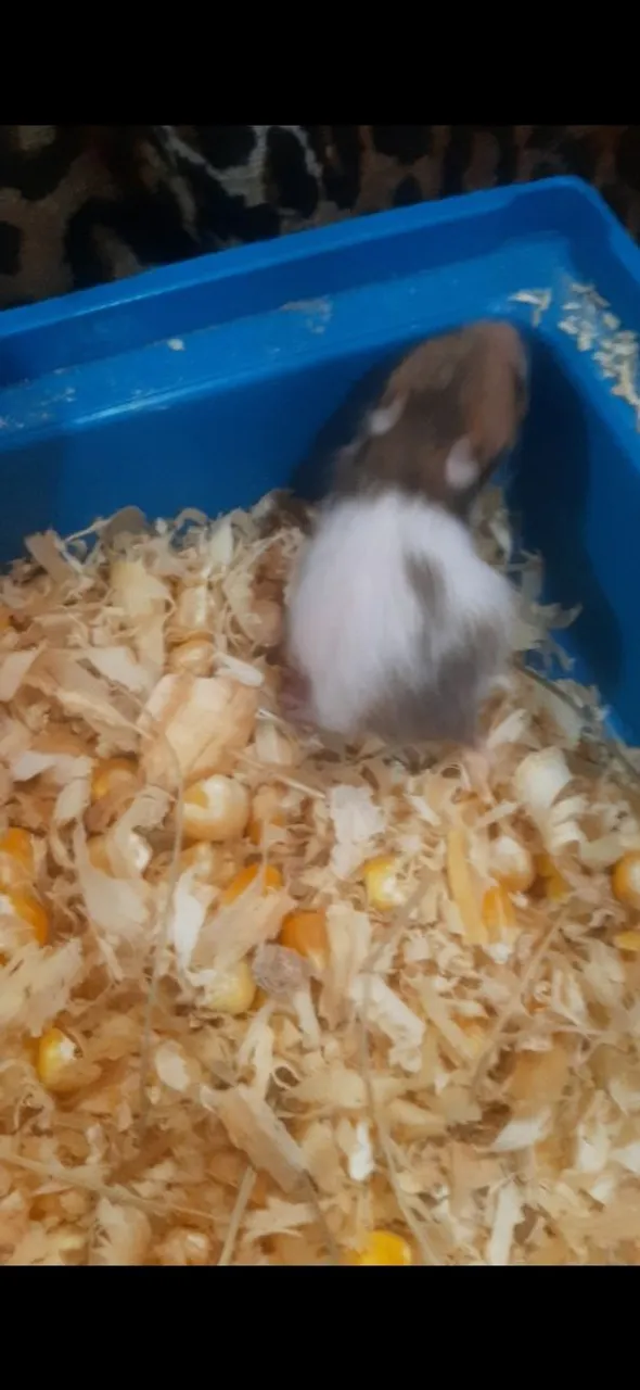 Filhotes de hamster disponíveis