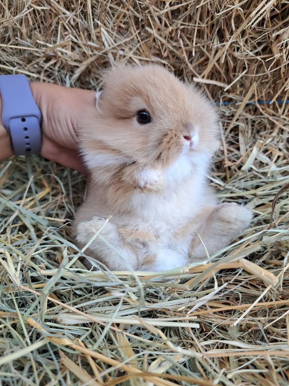 Mini lion filhotes  - Foto 5