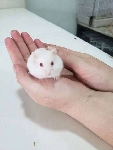 Hamster Anão Russo - Foto 4