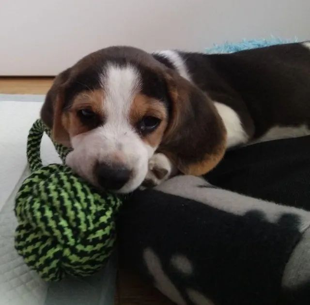 Beagle meu novo pet