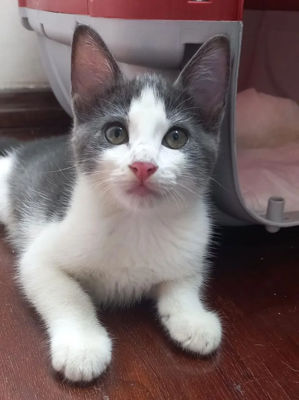 Gata Cinza, 2 meses