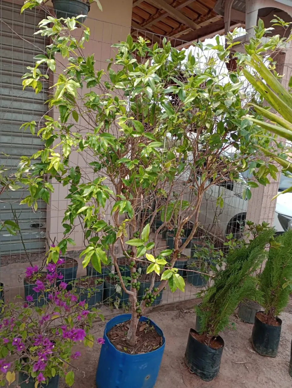 Muda de jabuticabeira