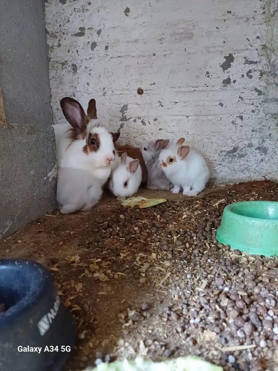 Filhotes de coelhos Mini Lion. 