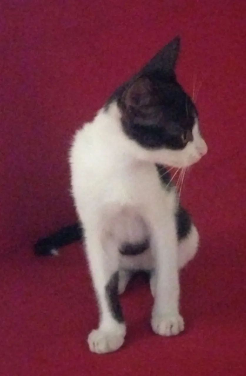 Olha só que fofura essa mocinha - Foto 6