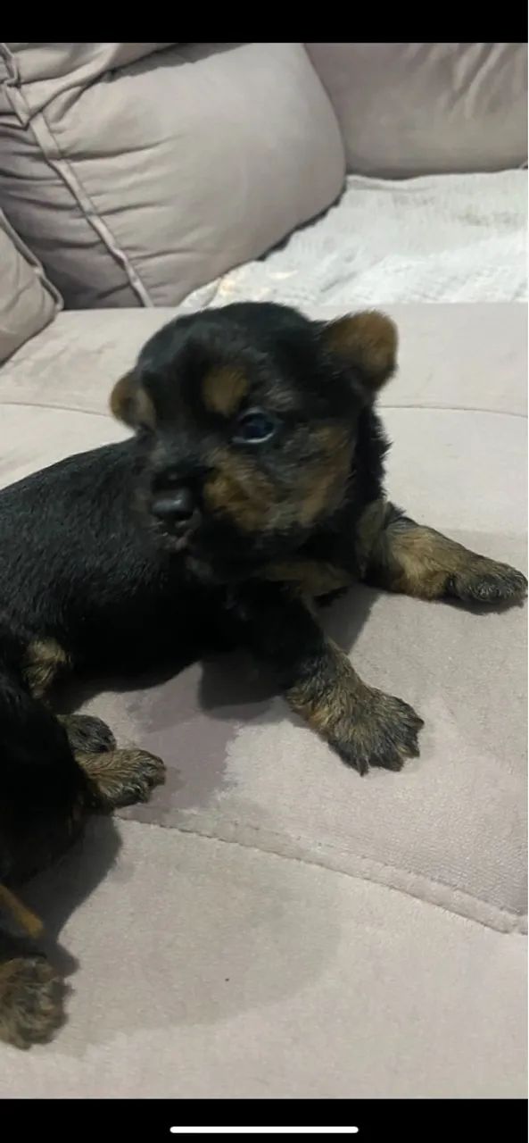 Venda de cachorro  - Foto 3