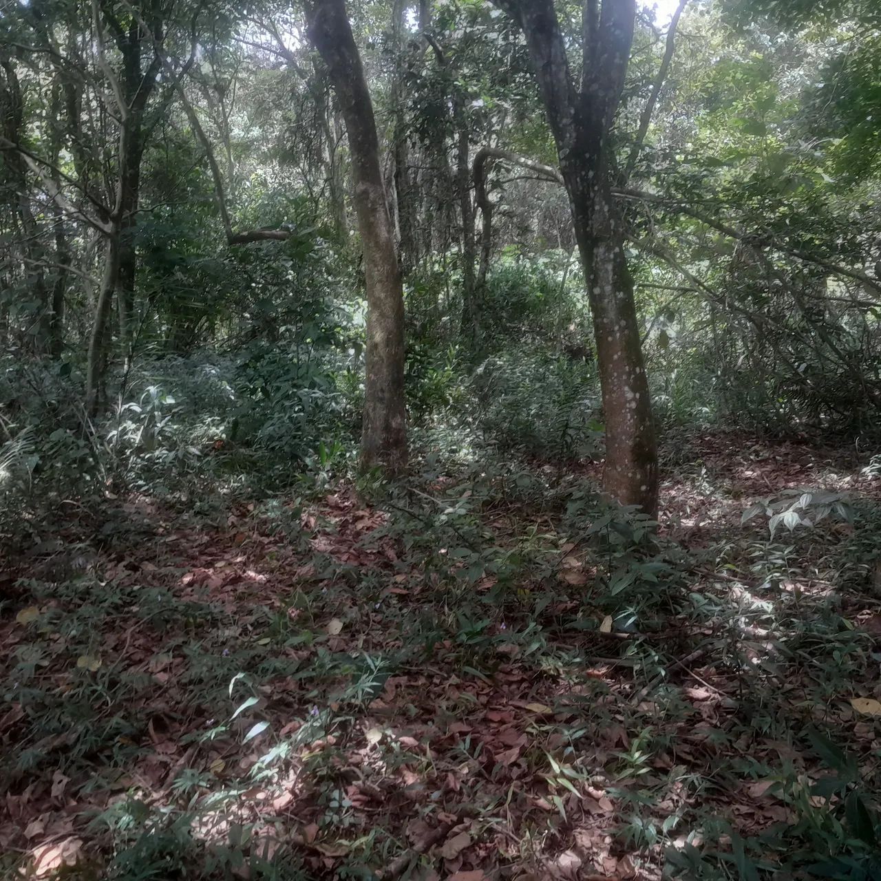Terreno  com riacho e natureza exuberante - Foto 5
