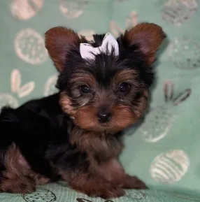Peludinho Cheio de Carinho - Yorkshire com Garantia!