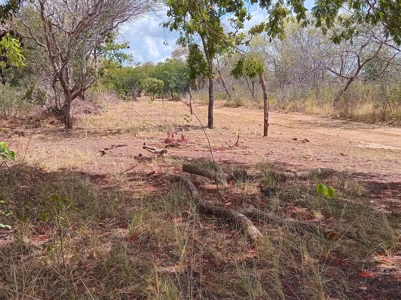 Fazenda  propriedade para soja gado e milho  - Foto 6