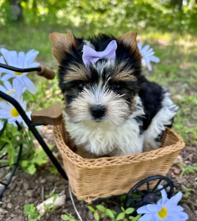 Macho Biewer Terrier - Raça Rara e Encantadora