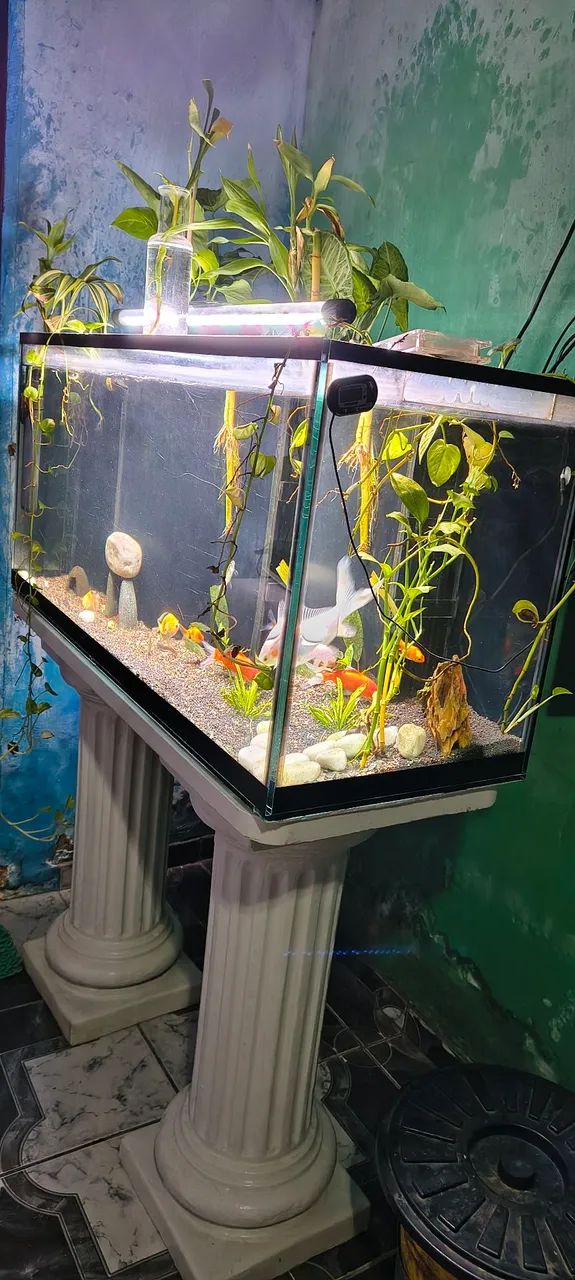 Aquário completo plantado64298781377667121