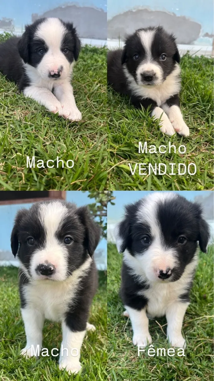 Border Collie - Filhotes Disponível!