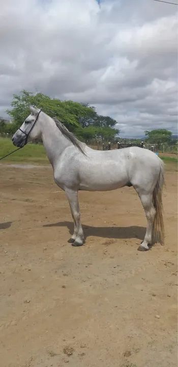 Cavalo Mangalarga marchador para venda - Foto 3