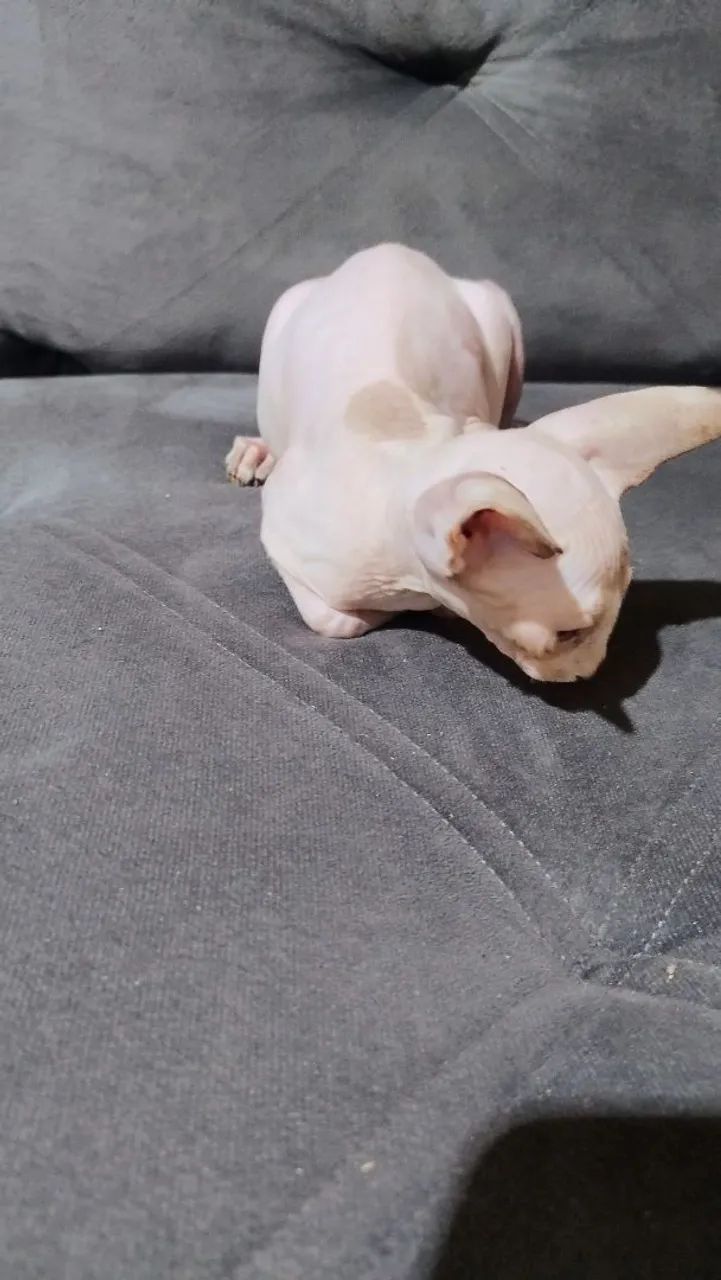 Fêmea sphynx inteira  - Foto 5