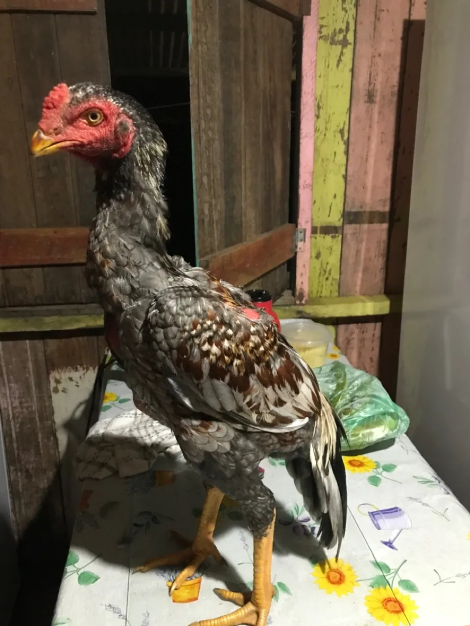 Frango indiano 