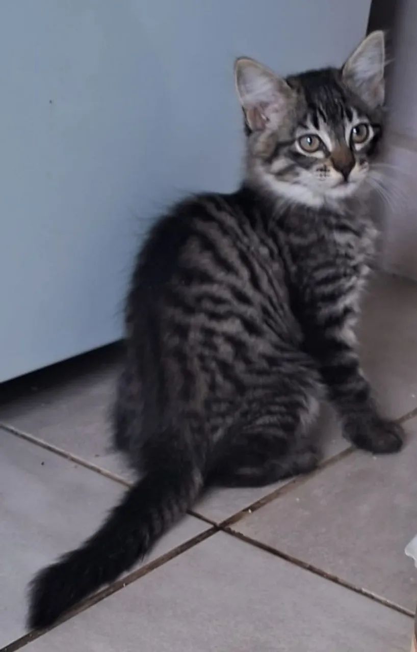 Gatinhos para adoção  - Foto 5