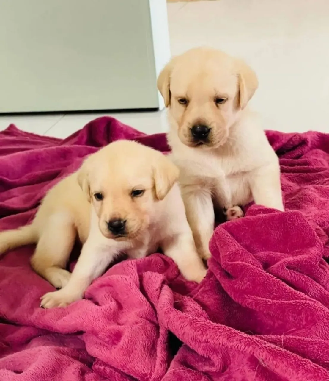 Filhotes de Labrador - Amor e Companhia Garantidos!
