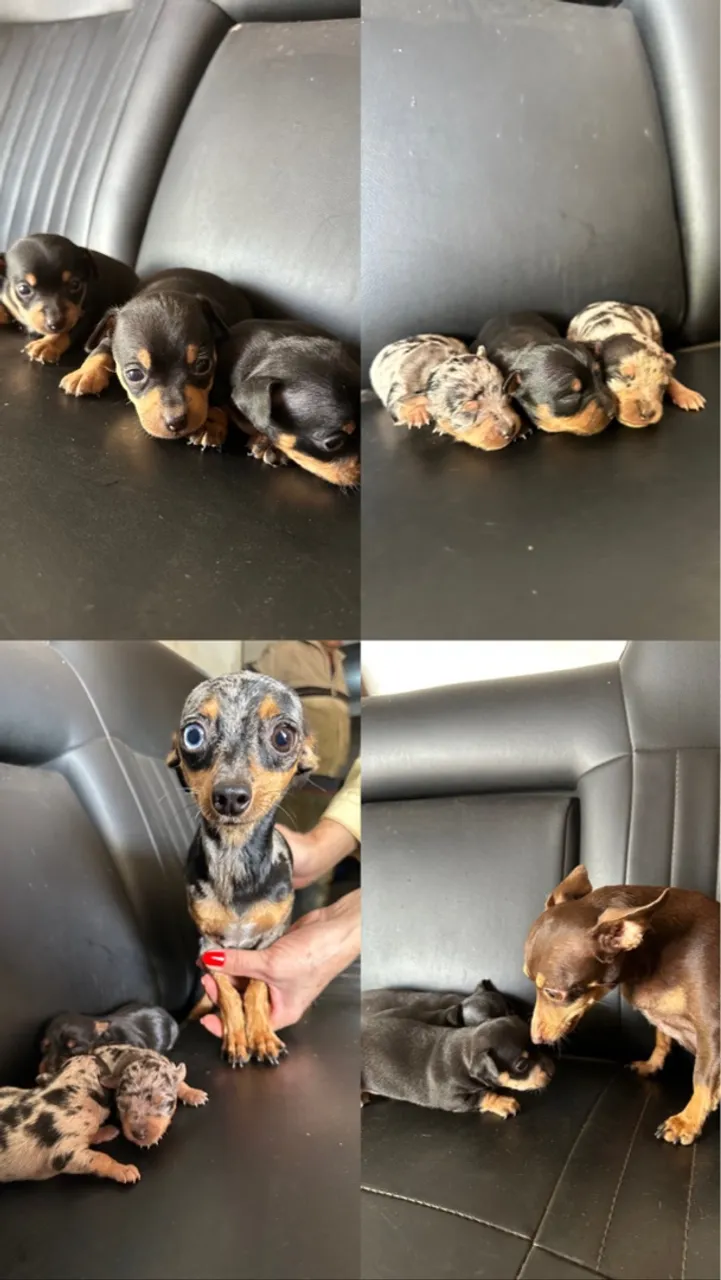Filhotes de Pinscher 