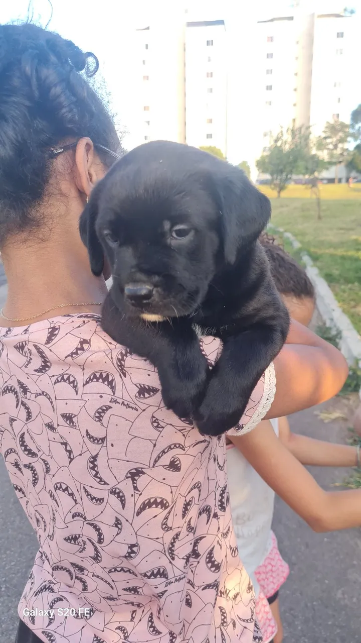 Filhote adorável para adoção! Fêmea misturada ,Pai rottweiler Mãe pitbull com labrador