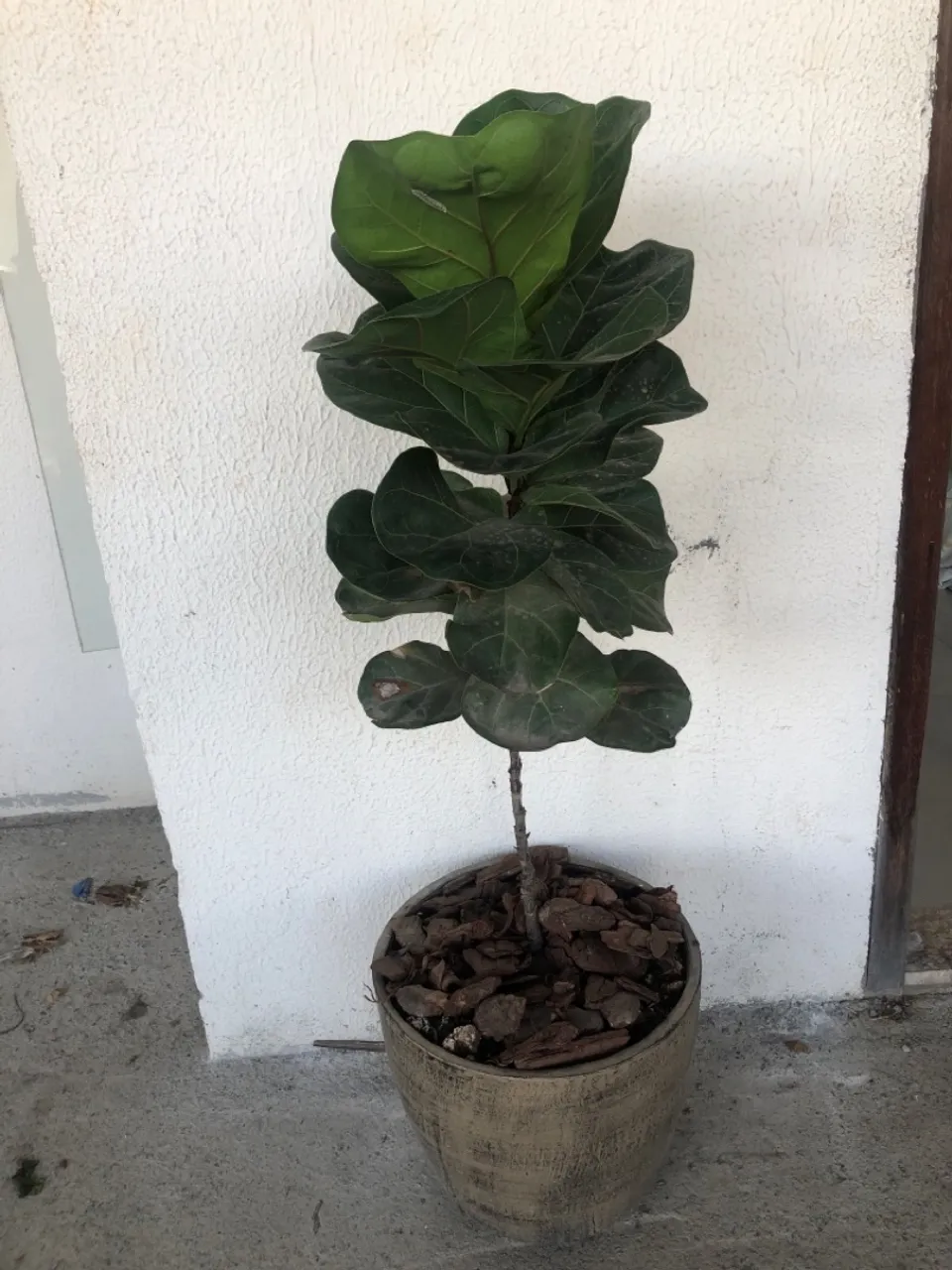 Ficus Lyrata - Planta de Interior