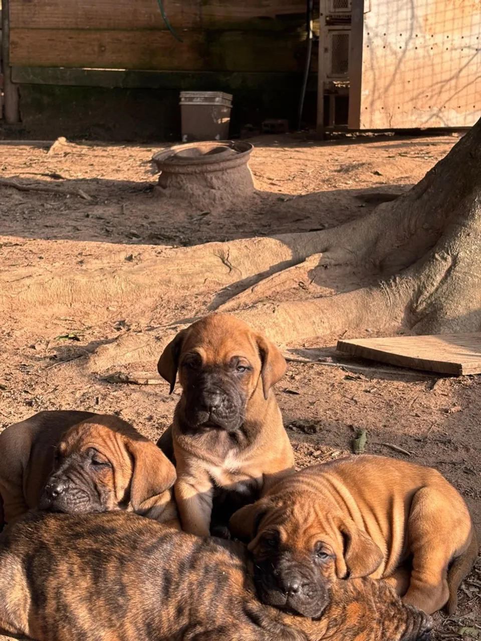 FILHOTES DE FILA BRASILEIRO 