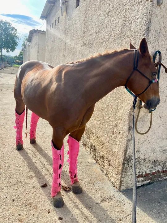 Cavalo Quarto de Milha 