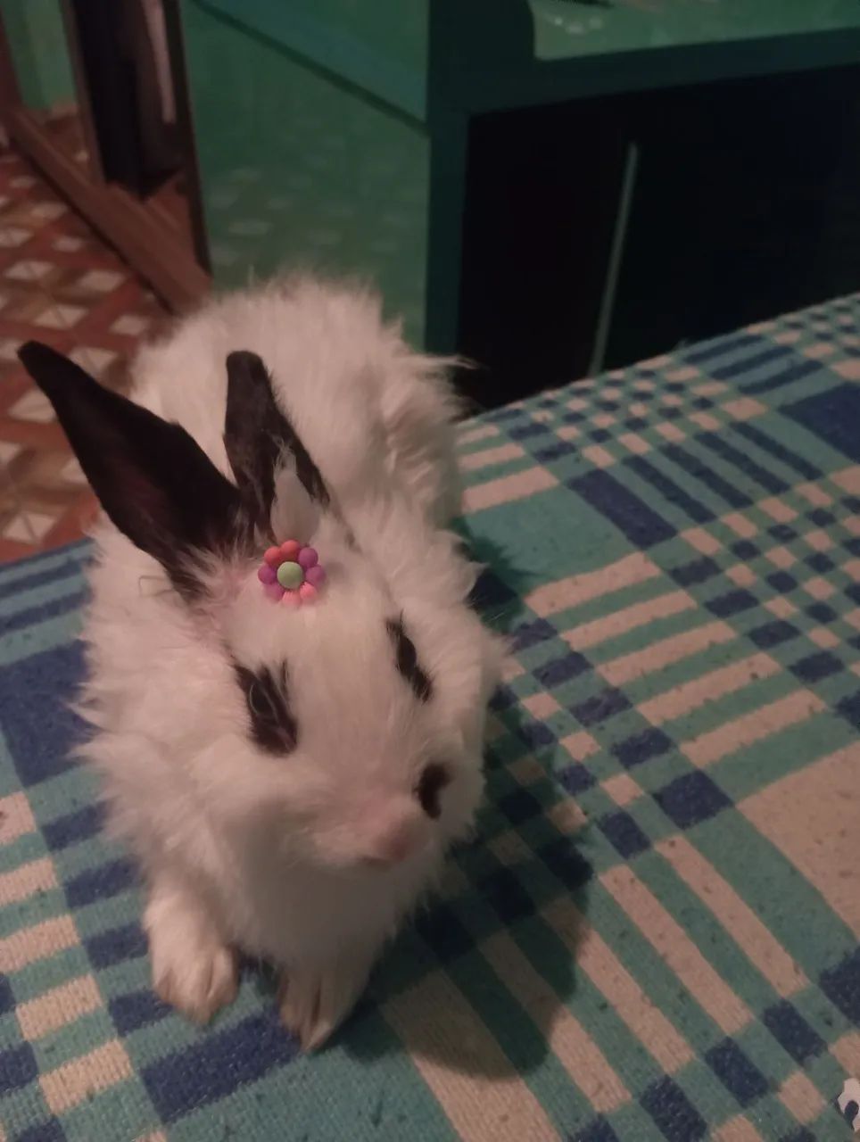 Coelha angorá  - Foto 2