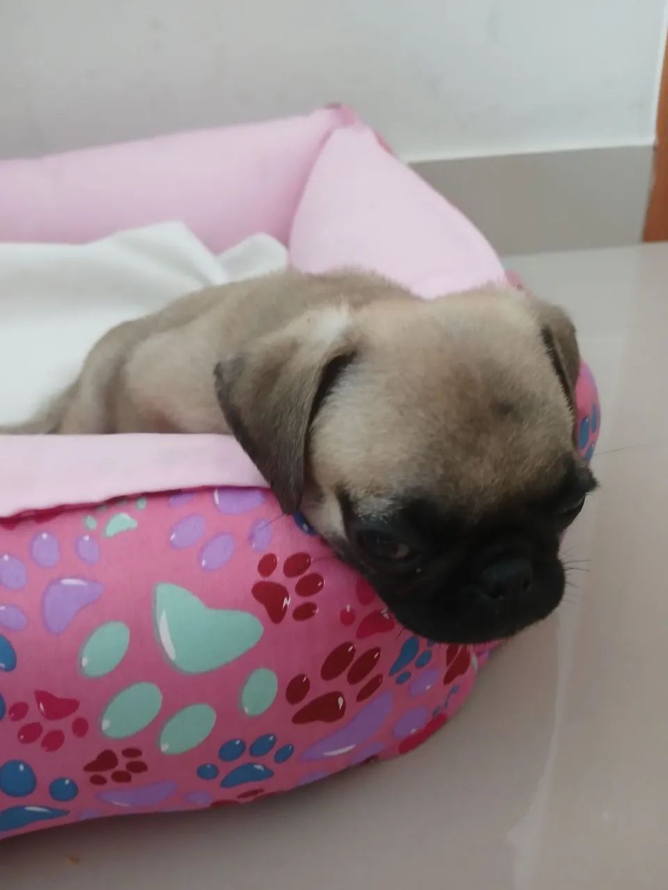 Pug fêmea raça pura  - Foto 2