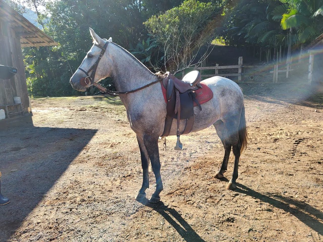 Linda égua mangalarga  - Foto 2
