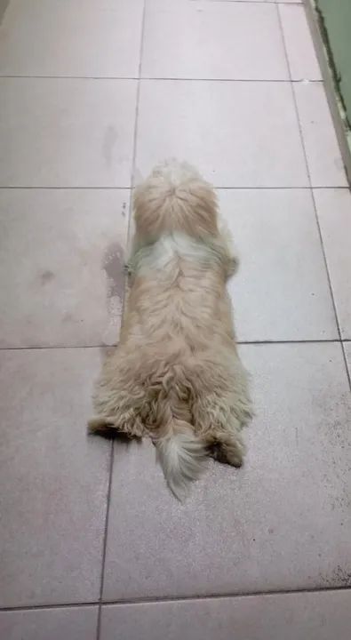 Shitzu Filhote  - Foto 3