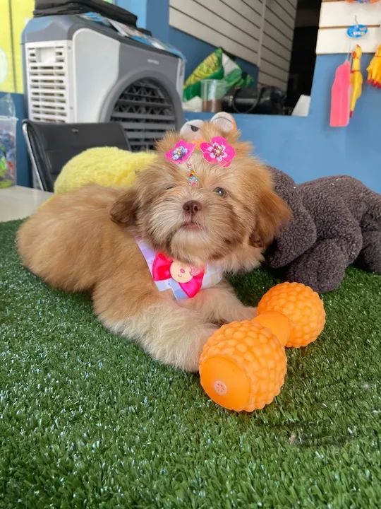 Mini shih tzu fêmea chocolate dos olhos azuis!!$2.200,00 - Foto 4